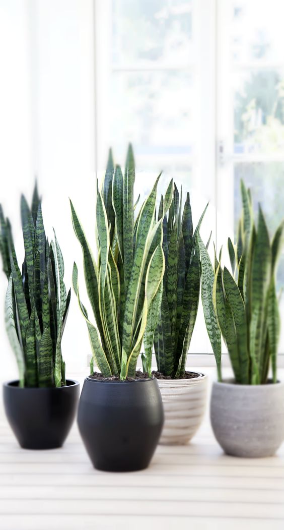 Plantes d'intérieur, Nourrir sa passion, une pousse à la fois